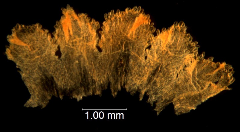 Cuscuta longiloba; Casas & Molero 4384 (MO)