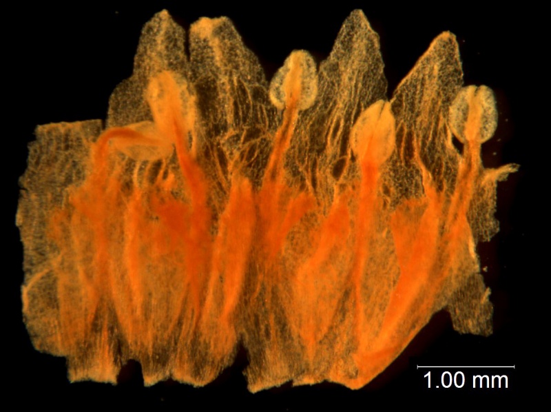 Cuscuta longiloba; Casas & Molero 4384 (MO)