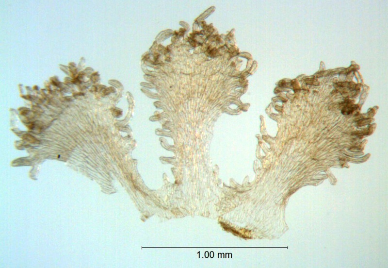 Cuscuta  runyonii; U.S.A., Texas, Correll & Johnston 14906 (NY)