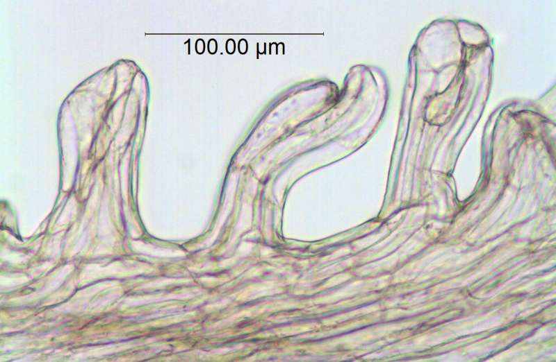 Cuscuta  runyonii; U.S.A., Texas, Correll & Johnston 14906 (NY)
