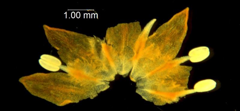 Cuscuta angulata; South Africa, Williams 2690 (NBG)