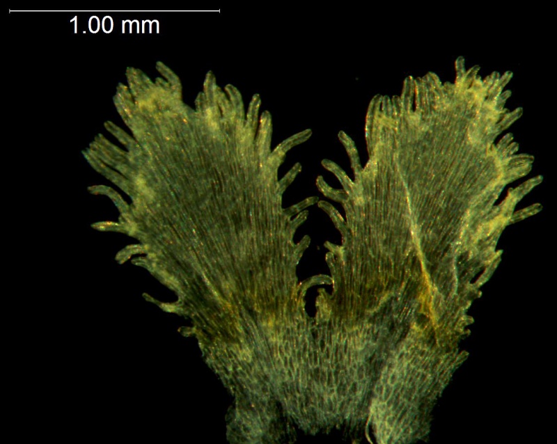 Cuscuta angulata; South Africa, Williams 2690 (NBG)