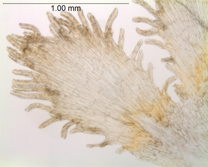 Cuscuta angulata; South Africa, Williams 2690 (NBG)