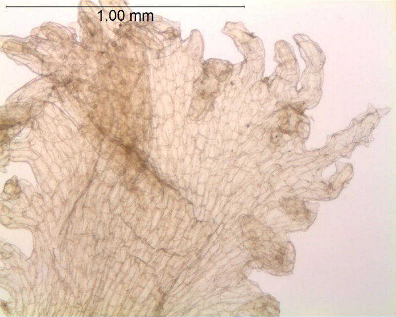 Cuscuta argentiniana; Argentina, Krapovickas & Schinini 36049 (CTES