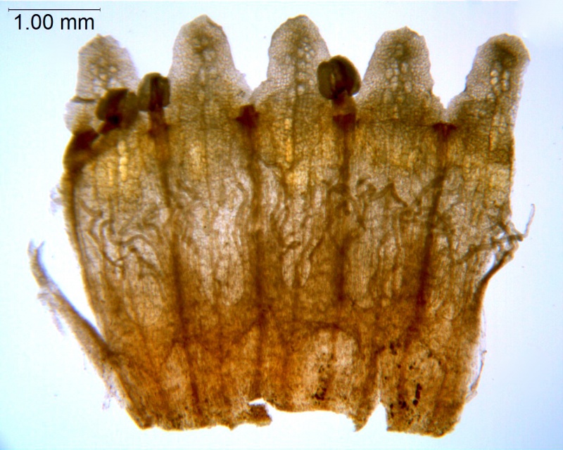 Cuscuta compacta; Maryland, Hill 17349 (MO)