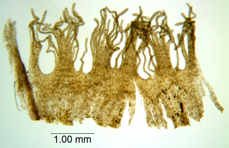 Cuscuta compacta; Maryland, Hill 17349 (MO)