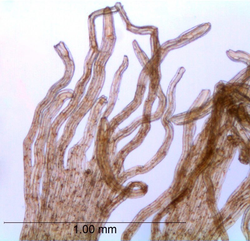 CCuscuta compacta; Maryland, Hill 17349 (MO)