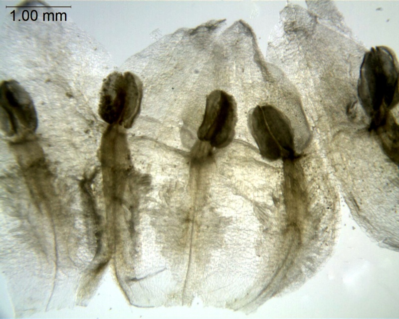 Cuscuta foetida var. foetida; Ecuador, Sparre 17772 (AAU)