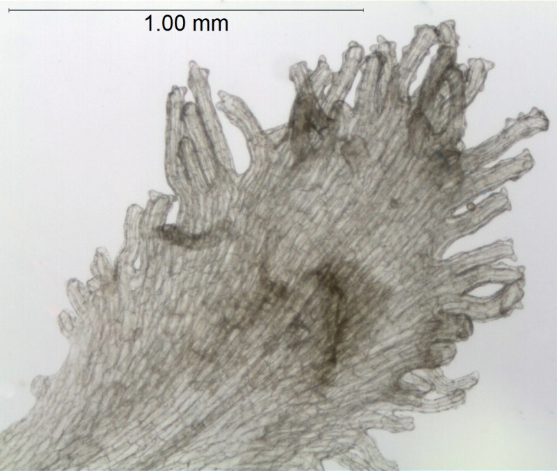 Cuscuta foetida var. foetida; Ecuador, Sparre 17772 (AAU)