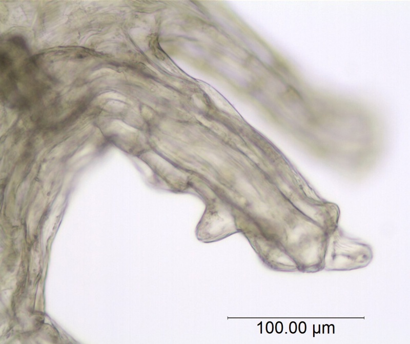 Cuscuta foetida var. foetida; Ecuador, Sparre 17772 (AAU)