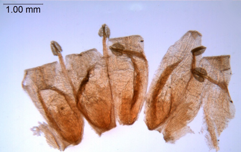 Cuscuta haughtii: Ecuador, Asplund 15974 (S)