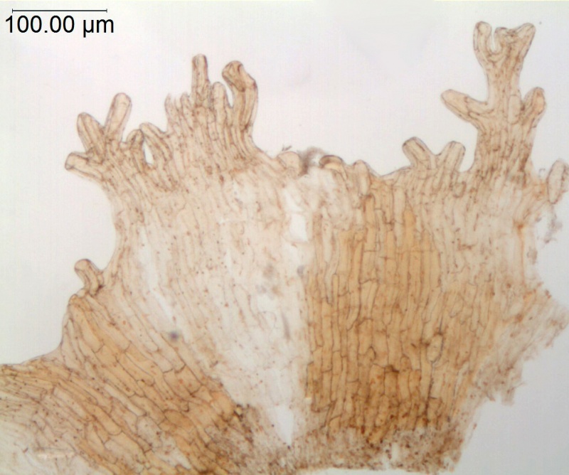 Cuscuta haughtii: Ecuador, Asplund 15974 (S)