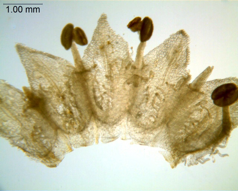 Cuscuta indecora var. attenuata; U.S.A., Oklahoma, Waterfall 17496 (GH)