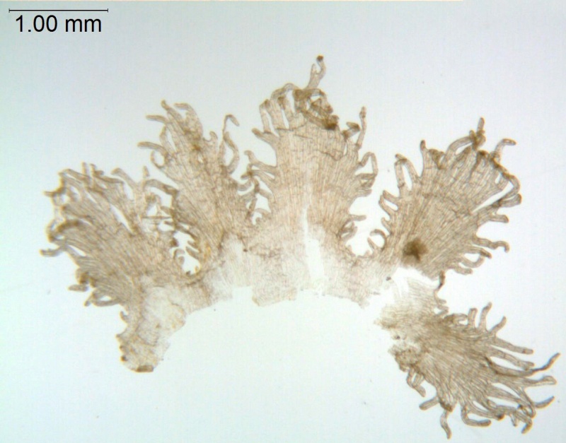 Cuscuta indecora var. attenuata; U.S.A., Oklahoma, Waterfall 17496 (GH)