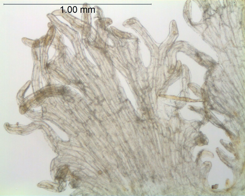 Cuscuta indecora var. attenuata; U.S.A., Oklahoma, Waterfall 17496 (GH)