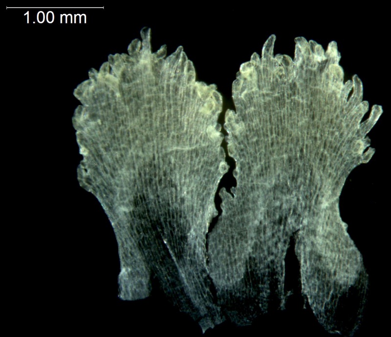 Cuscuta  jalapensis; Mexico, Ton & Lopez 9826 (NY)