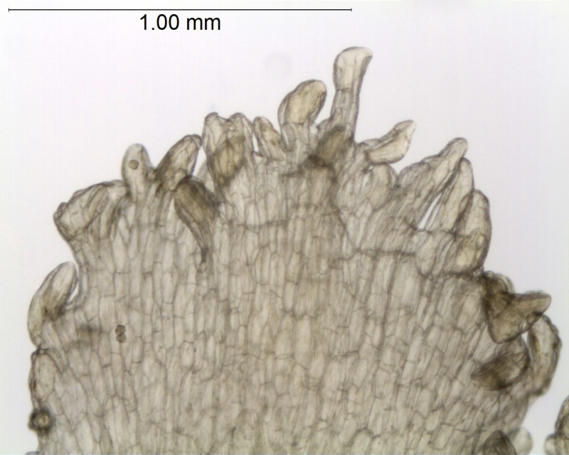 Cuscuta  jalapensis; Mexico, Ton & Lopez 9826 (NY)