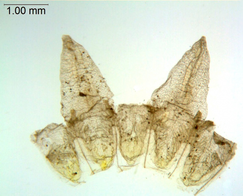 Cuscuta microstyla; Argentina, Boelcke et al. 10243 (CTES)