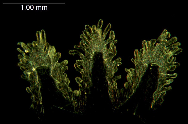 Cuscuta microstyla; Argentina, Boelcke et al. 10243 (CTES)