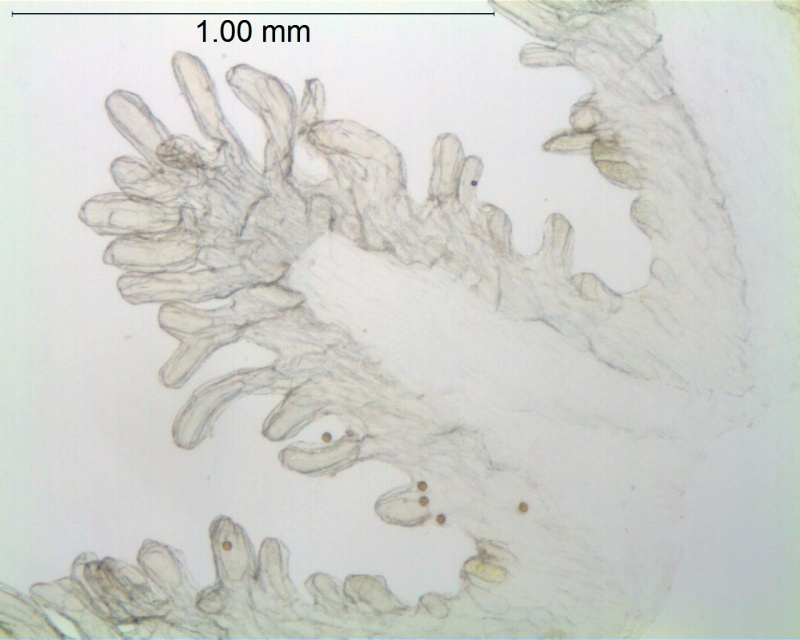 Cuscuta microstyla; Argentina, Boelcke et al. 10243 (CTES)