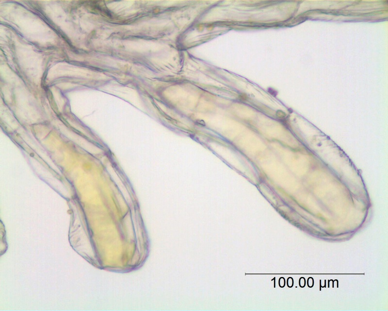 Cuscuta microstyla; Argentina, Boelcke et al. 10243 (CTES)