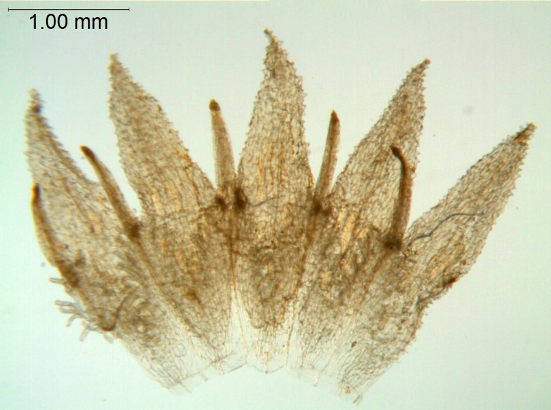 Cuscuta sidarum; Mexico Palmer 51 (S)