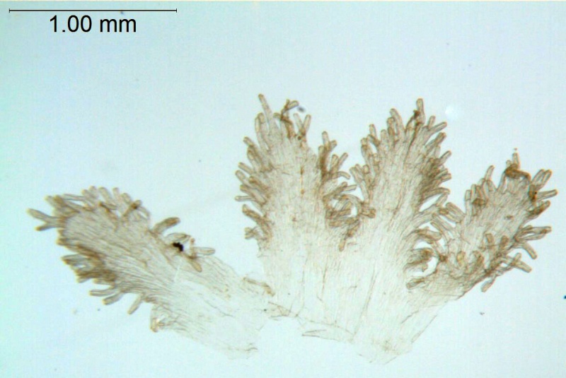 Cuscuta sidarum; Mexico Palmer 51 (S)