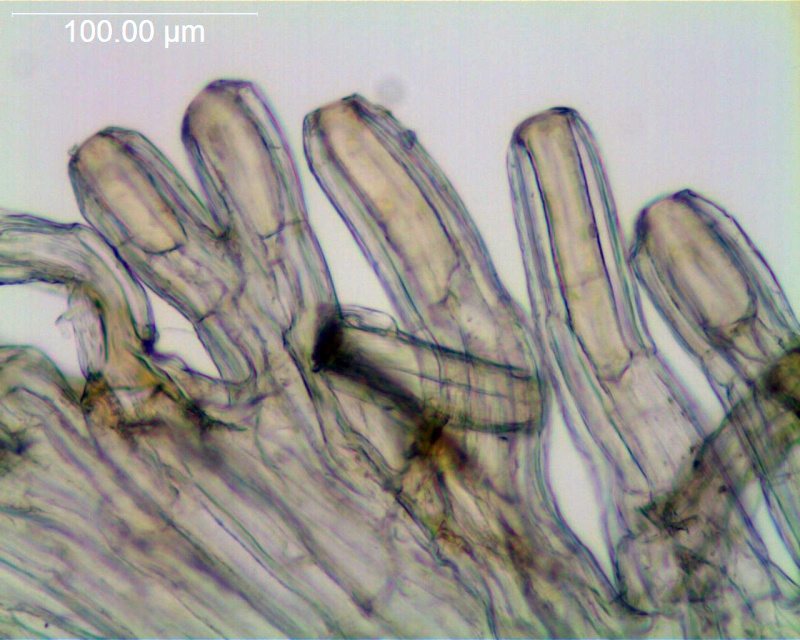 Cuscuta sidarum; Mexico Palmer 51 (S)
