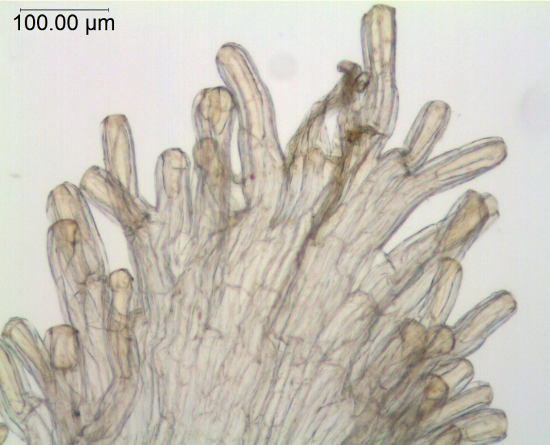 Cuscuta sidarum; Mexico Palmer 51 (S)