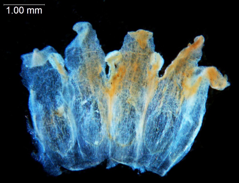 Cuscuta stenolepis; Ecuador, Holm-Neilson 29089 (AAU)