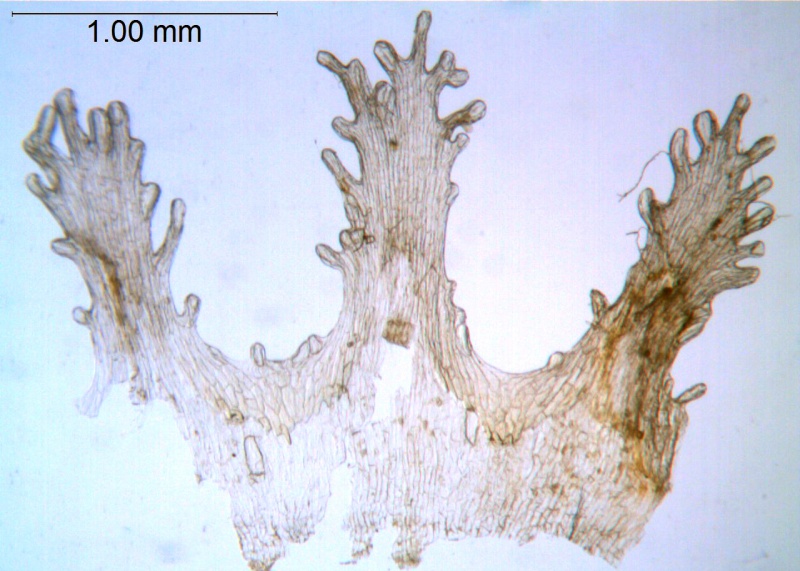 Cuscuta stenolepis; Ecuador, Holm-Neilson 29089 (AAU)