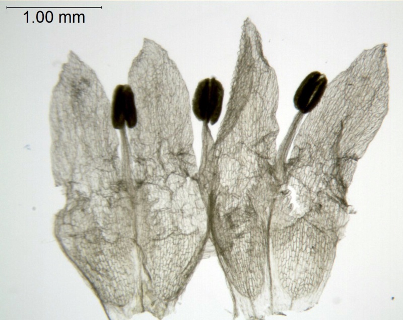 Cuscuta umbellata var. umbellata, Arizona Roth 1461 (BRIT)