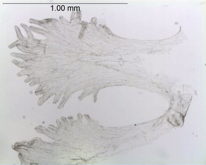Cuscuta umbellata var. umbellata, U.S.A., Arizona, Roth 1461 (BRIT)