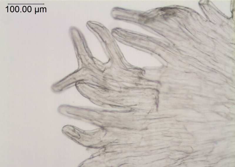Cuscuta umbellata var. umbellata, U.S.A., Arizona Roth 1461 (BRIT)
