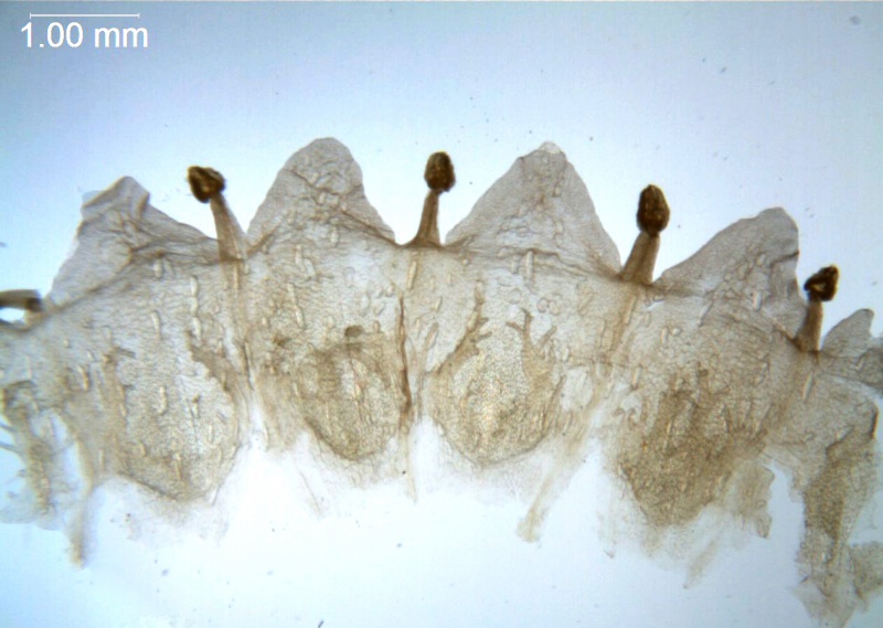 Cuscuta umbrosa; Canada, Alberta, Allen 150 (DAO)