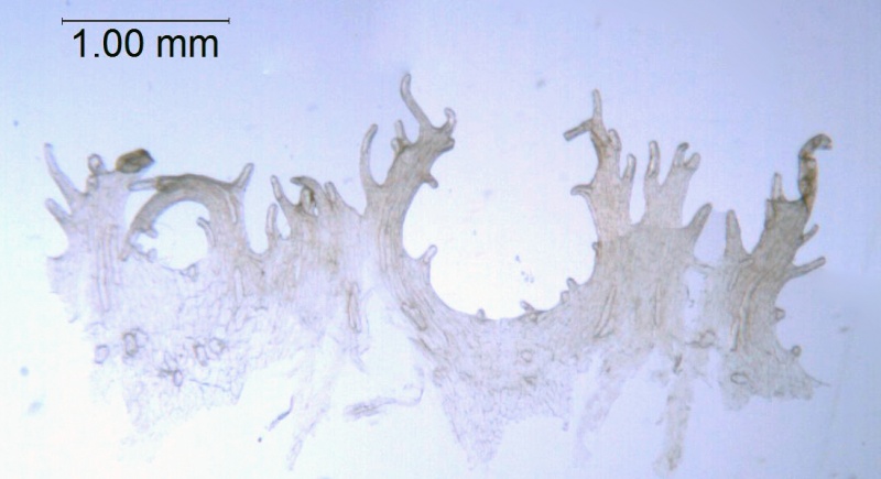 Cuscuta umbrosa; Canada, Alberta, Allen 150 (DAO)