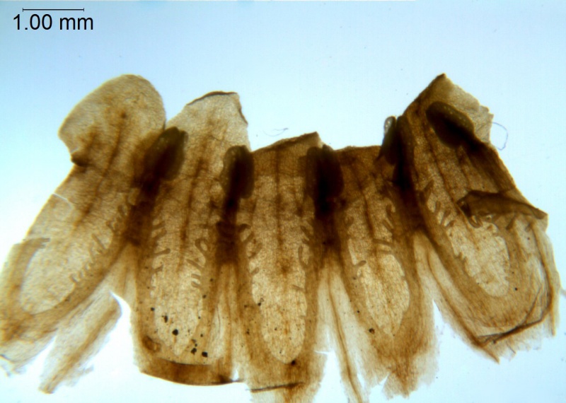 C. volcanica; Garcia Ruiz, 8072, (CIMI)