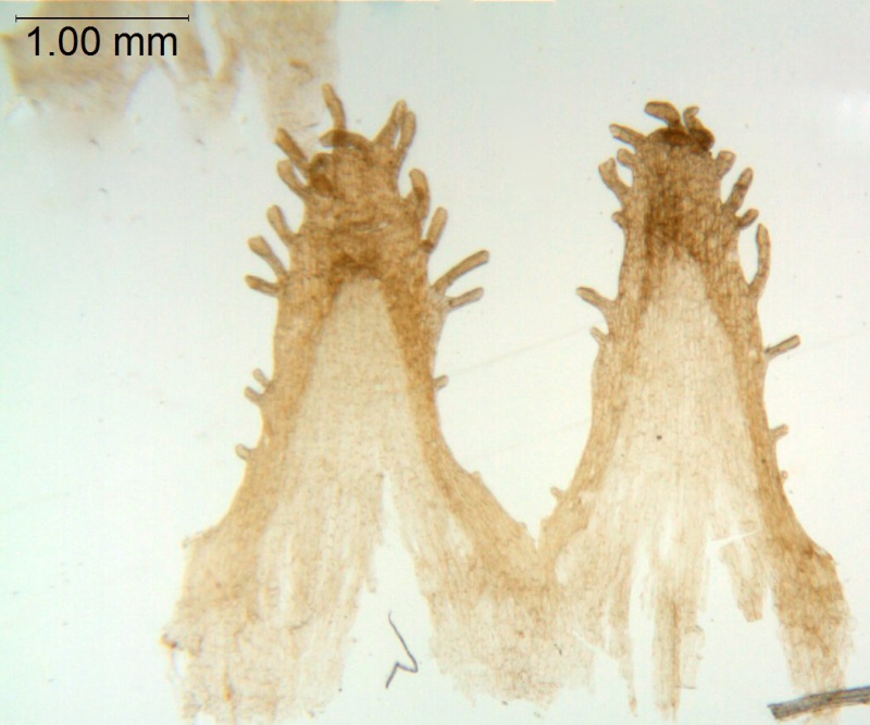 Cuscuta volcanica; Mexico, Garcia Ruiz 8072 (CIMI)