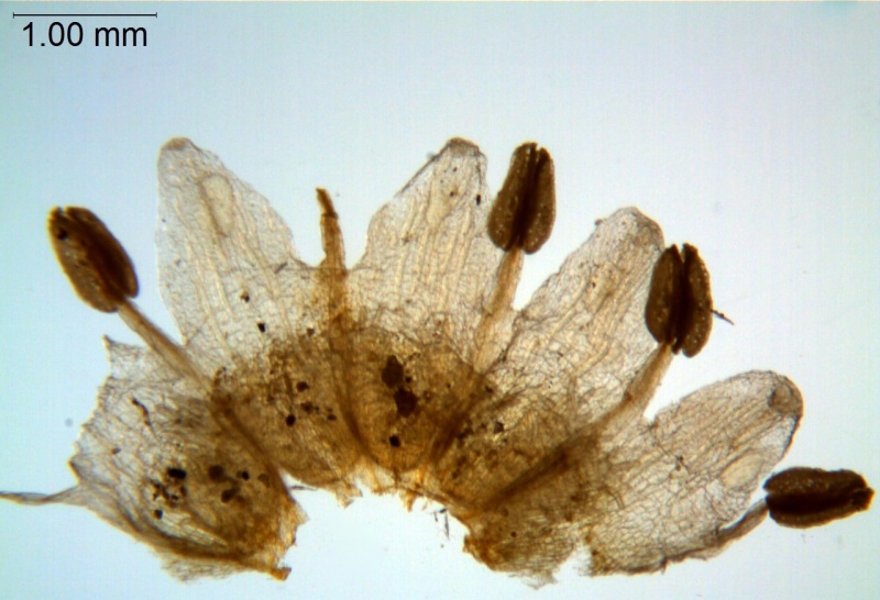 Cuscuta werdermanii; Chile, Werdermann 880 (SGO)