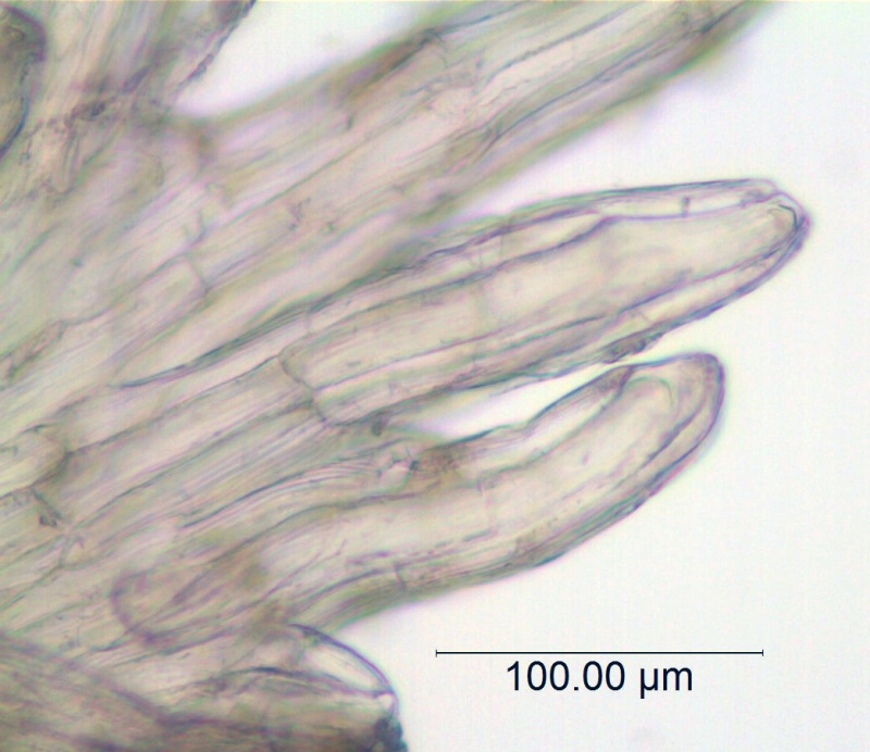 Cuscuta werdermanii; Chile, Werdermann 880 (SGO)