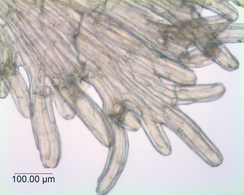Cuscuta werdermanii; Chile, Werdermann 880 (SGO)