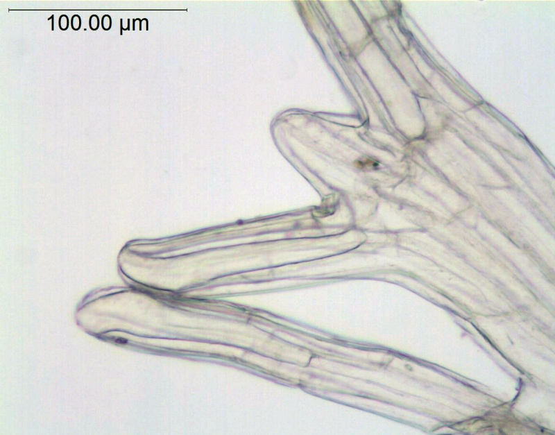 Cuscuta yucatana; Mexico, Nee & Taylor 29575 (MO)