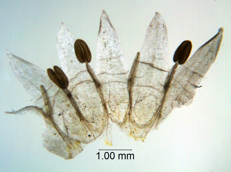 Cuscuta californica; California, Sanders 26858 (UCR)