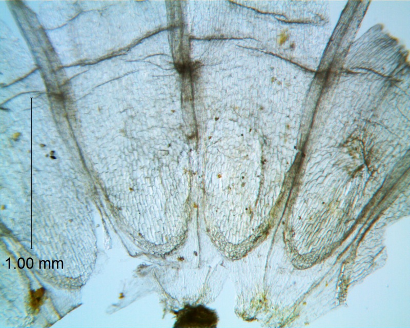 Cuscuta californica; California, Sanders 26858 (UCR)