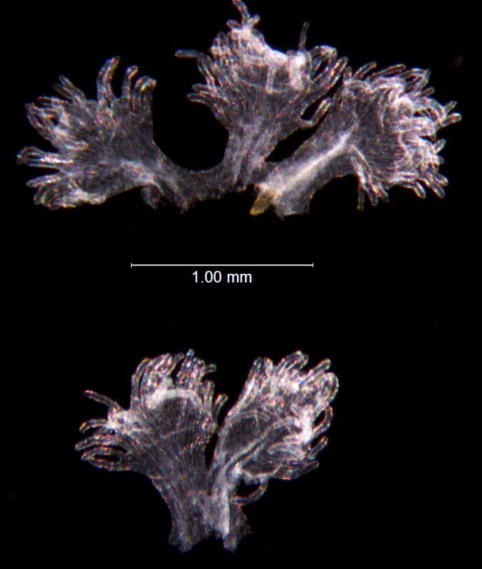 Cuscuta draconella; U.S.A., New Mexico, Spellenberg & Mahrt 10497 (NY)