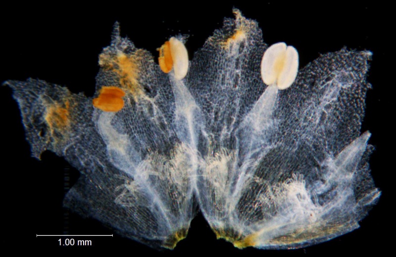 Cuscuta draconella; U.S.A., New Mexico, Spellenberg & Mahrt 10497 (NY)