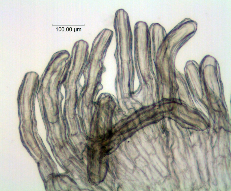 Cuscuta draconella; U.S.A., New Mexico, Spellenberg & Mahrt 10497 (NY)