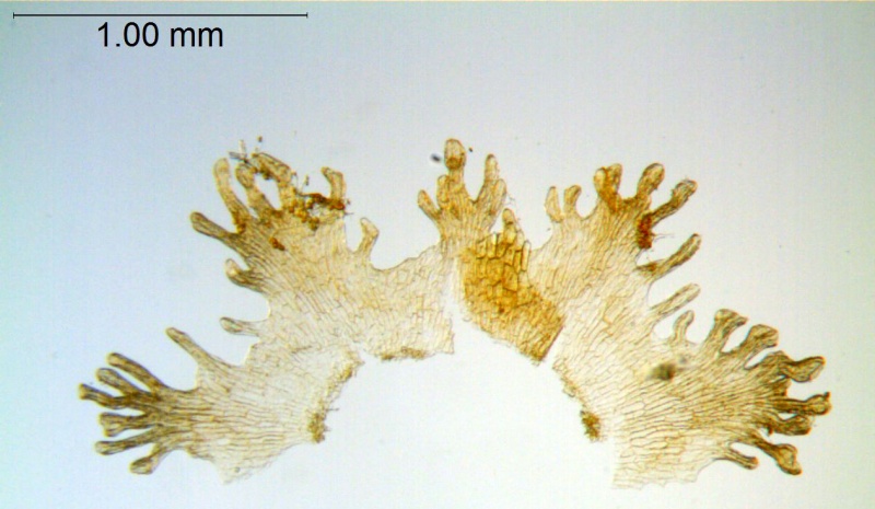 Cuscuta harperi; U.S.A., Alabama, Demaree 46295 (NY)