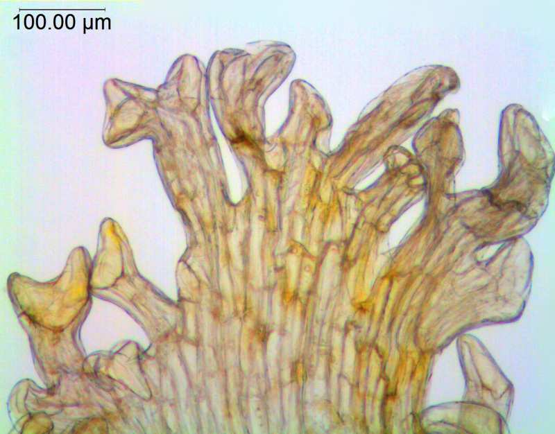 Cuscuta pauciflora; Chile, SebastiÃ¡n Teillier s.n. (WLU)