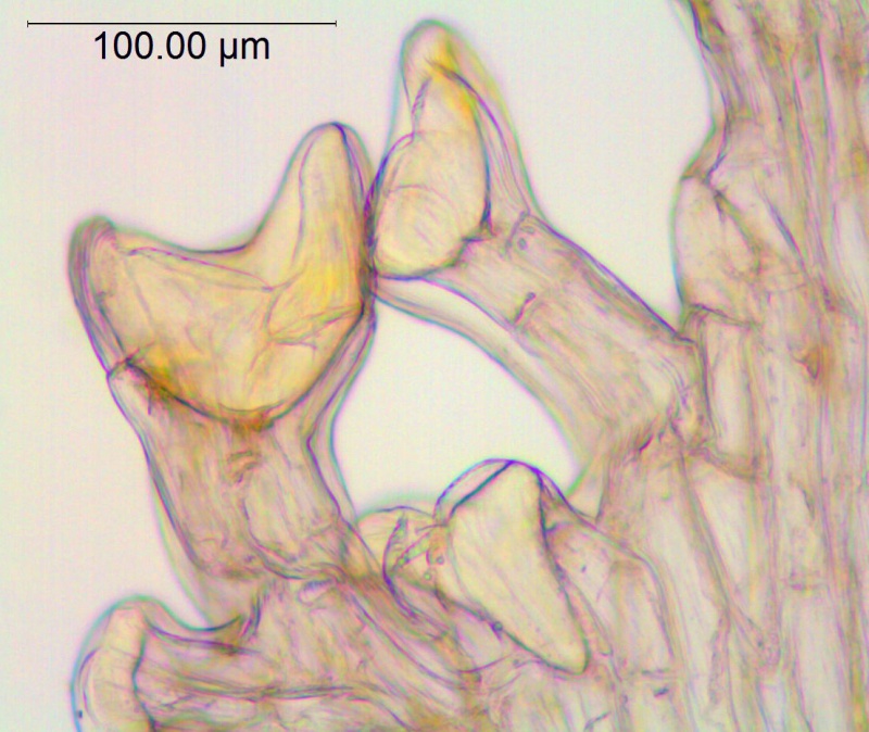 Cuscuta pauciflora; Chile, SebastiÃ¡n Teillier s.n. (WLU)